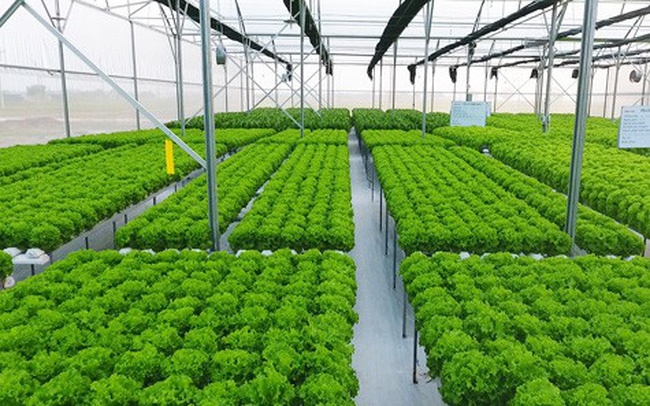 Công ty SEAFARM số hóa dự án hạ tầng và nhà màng nông nghiệp cùng FastCons